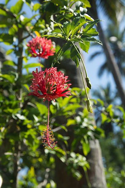 istock Red hibiscus exotic flowers 478782056
