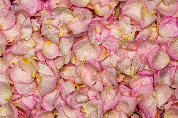 istock Pink rose petal background 478782306