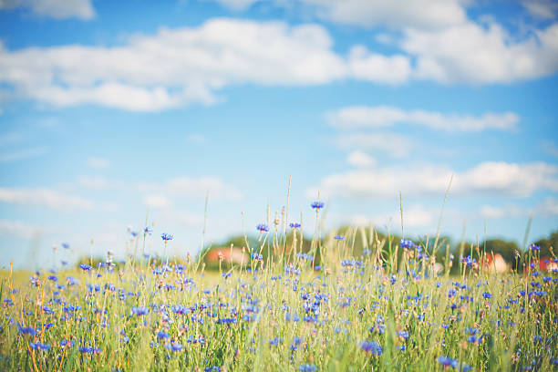 fiordaliso [ centaurea cyanus ] in modo - korn foto e immagini stock