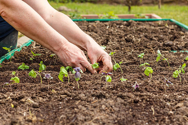 istock Female hand planting seedlings of Basil 478782532