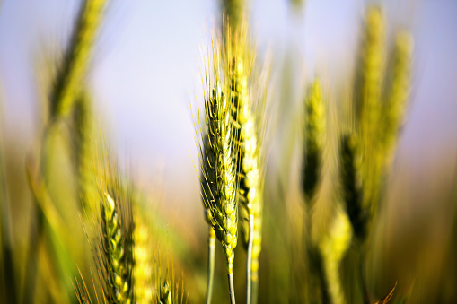 Wheat Crop