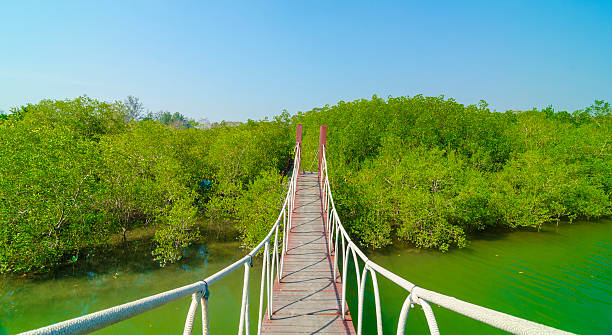 istock Suspension bridge in tropical mangrove forest, Thailand 478783307