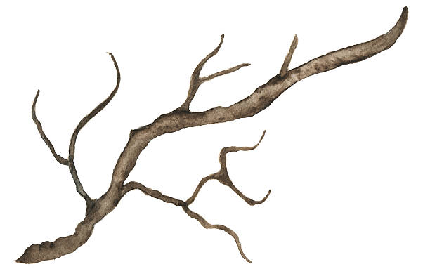 워터컬러 겨울나무, 걸림 - driftwood wood textured isolated stock illustrations