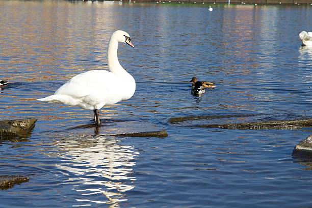 istock Prague white swans on the Vltava river 478783991