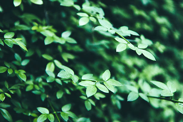 istock Beautiful green bush with fresh leaves 478784687
