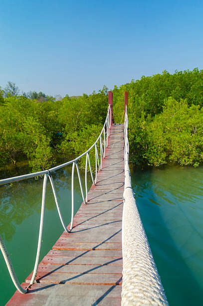istock Suspension bridge in tropical mangrove forest, Thailand 478784789