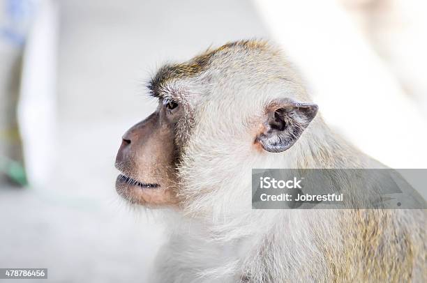 Monkey Stock Photo - Download Image Now - 2015, Africa, Animal