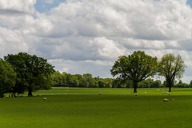 istock Springtime pasture in Burgundy, France. 478787086