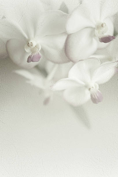 istock sweet color orchids in soft style on mulberry paper texture 478787904