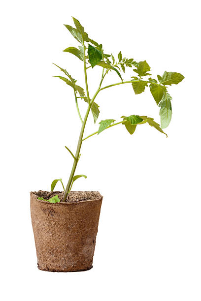 istock Seedlings of tomatoes in the peat pot. 478787978