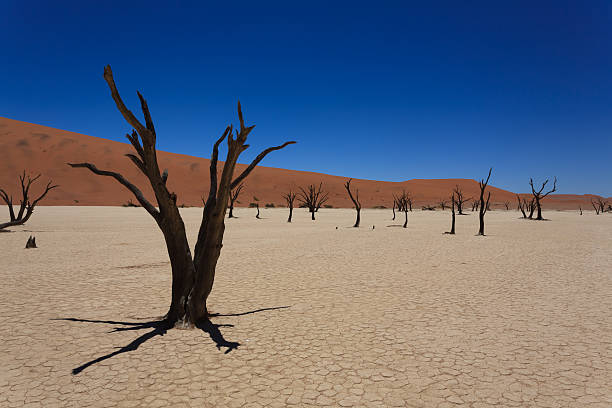 古いフレイ - landscape panoramic kalahari desert namibia ストックフォトと画像