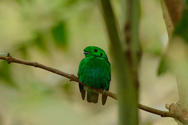 istock male Green Broadbill (Calyptomena viridis) 478788437
