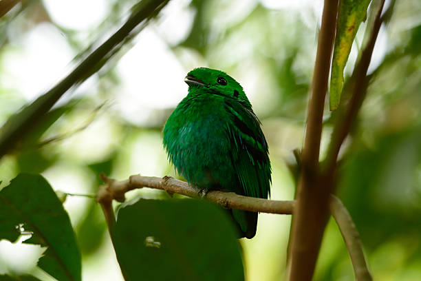 istock male Green Broadbill (Calyptomena viridis) 478788851