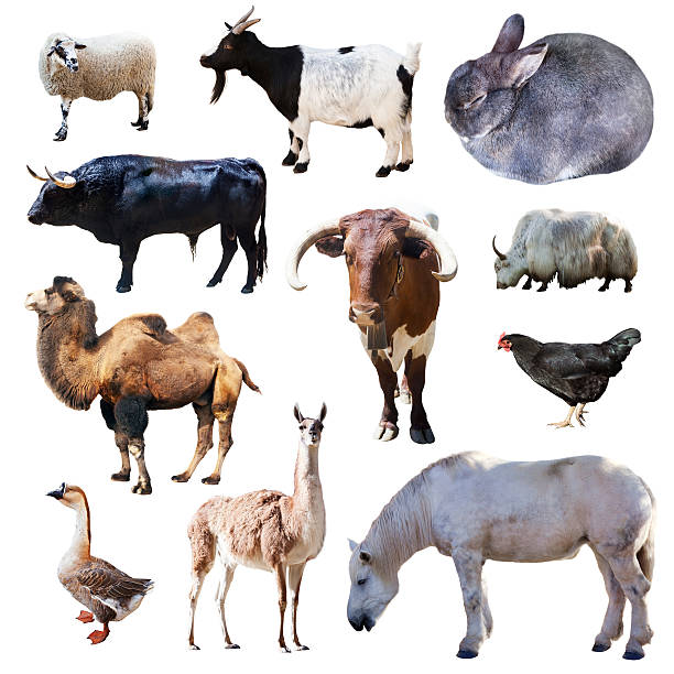 istock Set of farm animals. Isolated on white 478790453