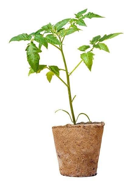 istock Seedlings of tomatoes in the peat pot. 478790876