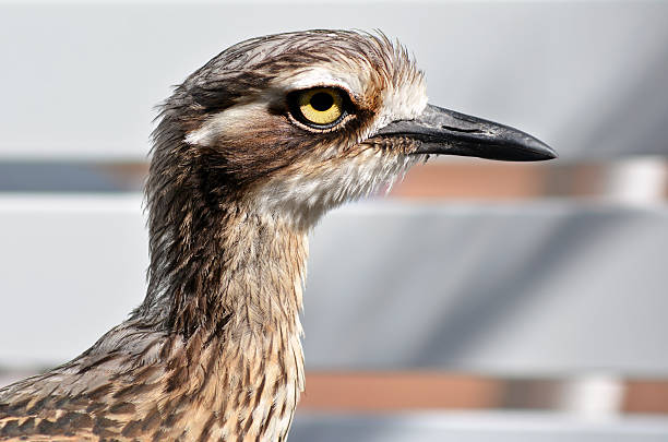 bush stone-kulik - stone curlew zdjęcia i obrazy z banku zdjęć