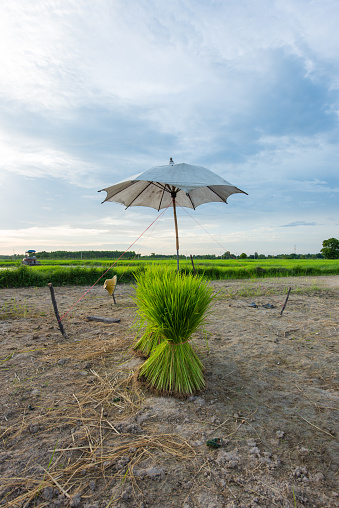 Rice field