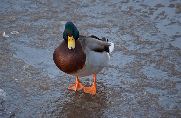 istock mallard duck on ice in winter 478792011