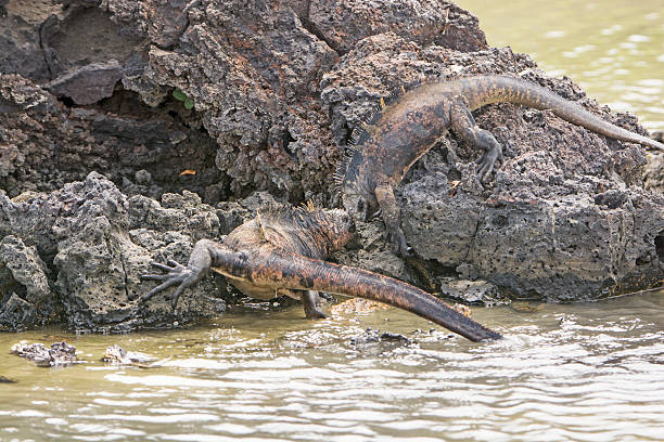 istock Marine Iguanas Fighting For Dominance 478792032