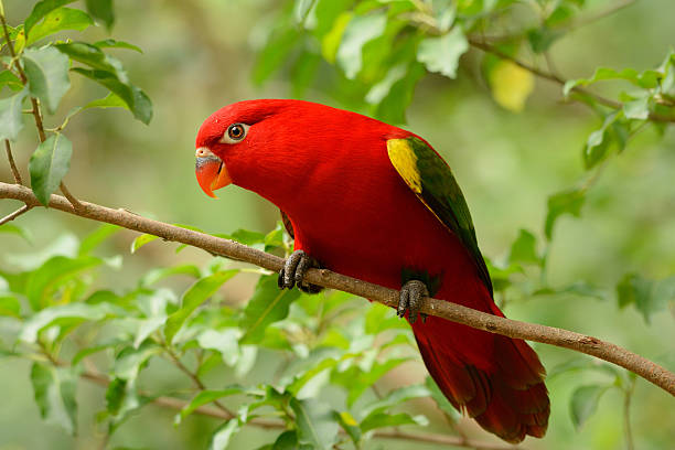 Chattering Lory (Lorius garrulus) beautiful Chattering Lory (Lorius garrulus) at tree top lory photos stock pictures, royalty-free photos & images