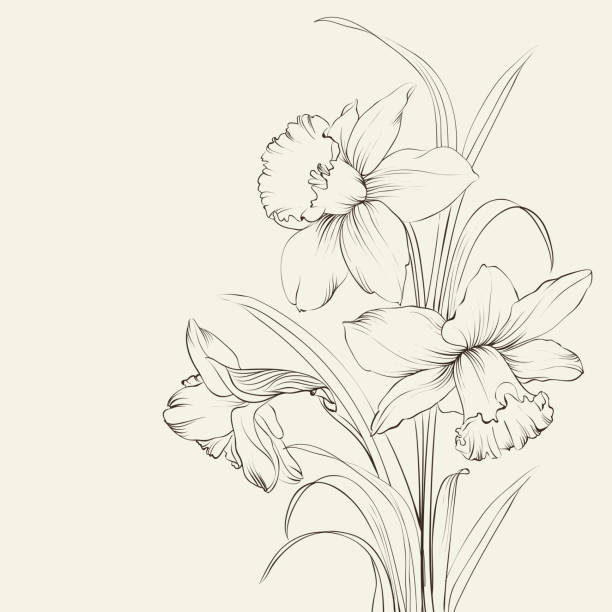 завязанный narcissus цветами, изолированные на белом фоне - daffodil bouquet isolated on white petal stock illustrations