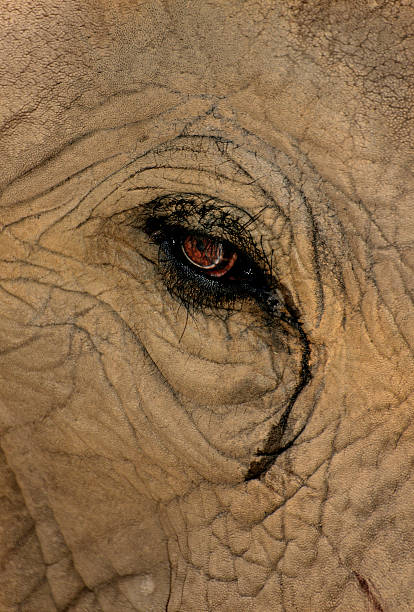 occhio dell'elefante - serengeti national park forest elephant desert elephant elephant foto e immagini stock