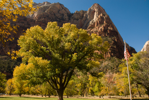 Large Cottonwood Tree in autumn in Zion National Park Utah