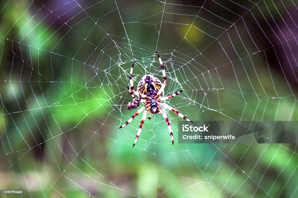 Macroshooting of the spider on the spiderweb The spider sitting in the center of the web. Photo taken in the evening in the forest.  2015 Stock Photo