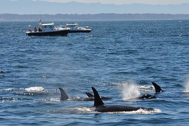 Group of Orca Whales Boats Looking On in the Distance stock photo