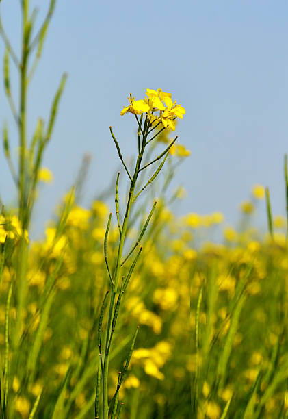 istock Mustard Plant Close Up 478795104