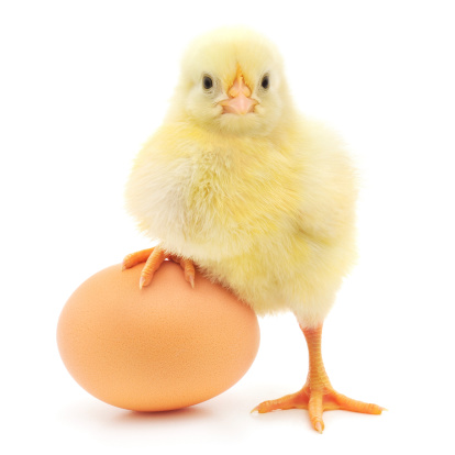 brown egg and chicken isolated on a white background