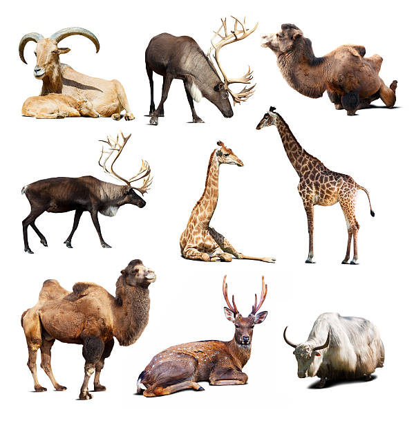 istock Set of  mammal animals over white background with shadows 478797187