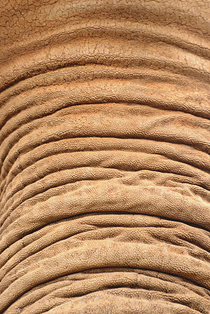 proboscide dell'elefante - serengeti national park forest elephant desert elephant elephant foto e immagini stock