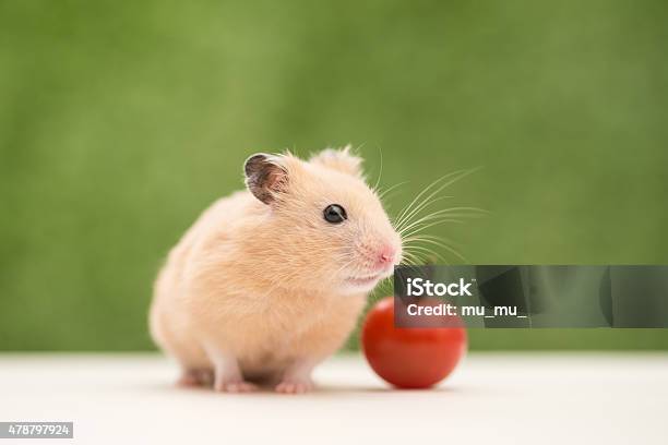 Golden Hamster Stock Photo - Download Image Now - Hamster, Green Background, 2015