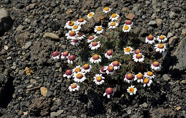 Fiori in crescita su terra vulcanica - foto stock