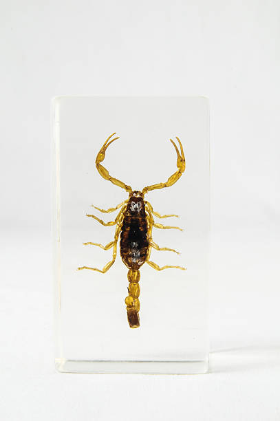 pickled scorpion Pickled Golden Scorpion preserved in Formaldehyde on a White Background pseudoscorpion stock pictures, royalty-free photos & images