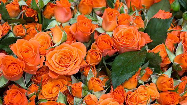 istock Beautiful natural fresh roses 478800966