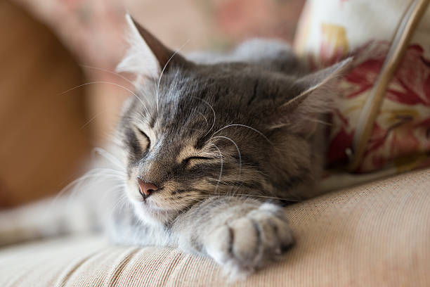 kitten sleeping a grey kitten sleeping on sofa purring stock pictures, royalty-free photos & images