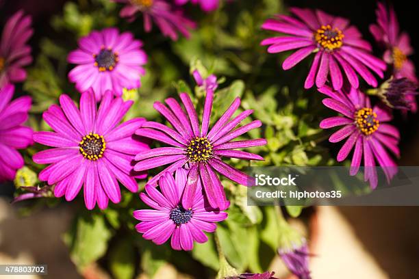 Beautiful Flowers Stock Photo - Download Image Now - 2015, Agricultural Field, Beauty In Nature