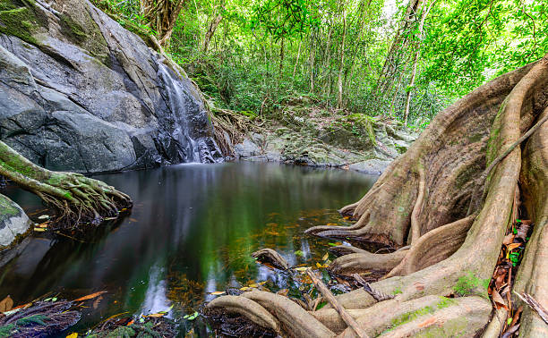 istock Big Root tree on small waterfall in dry season 478803996