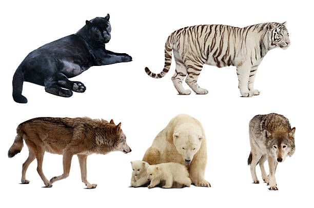 istock Set of Carnivora mammal. Isolated over white 478806949