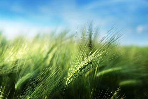 Green sunny Wheat Field background, copy space