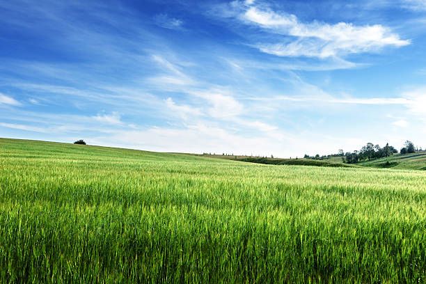 istock field of barley 478807658