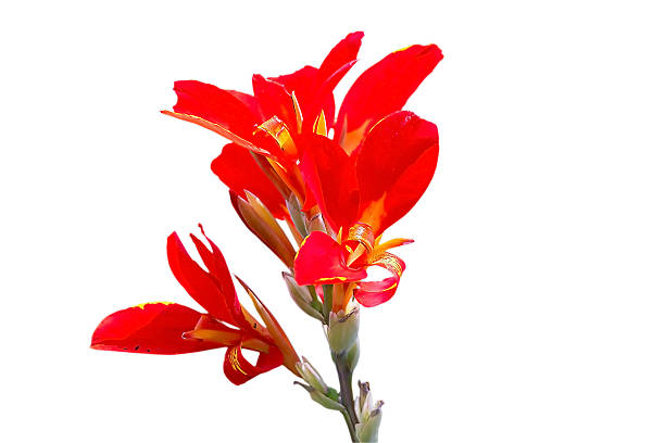 istock canna flower close up 478808095