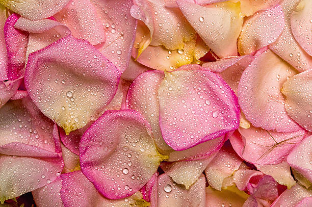 istock Pink rose petal background 478808164