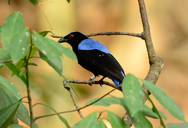 istock male Asian Fairy Bluebird (Irena puella) 478808649