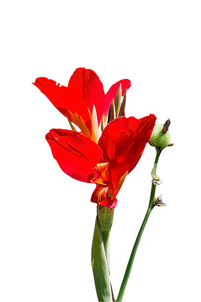 istock canna flower close up 478809329