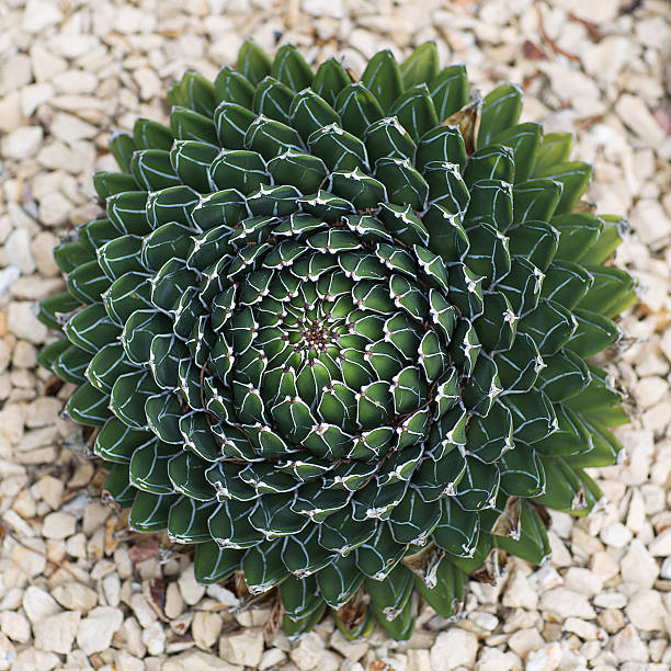 istock Queen Victoira Agave 478809601