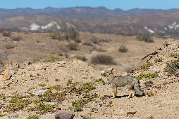 istock Gray fox, Moon Valley, Ischigualasto, Argentina 478809969