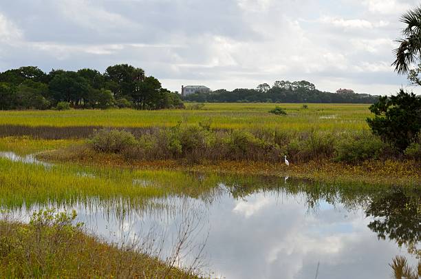istock Marsh land of Florida 478809985